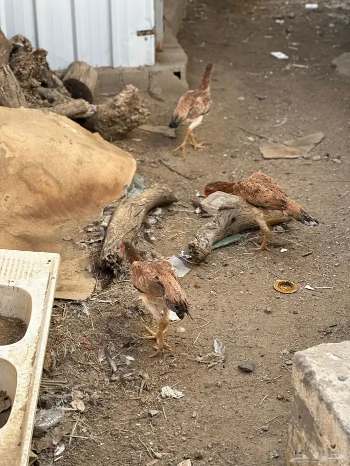 شامو يباني 14