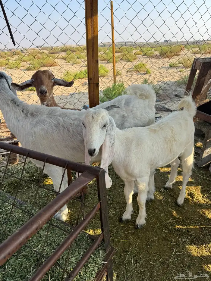 معزاء 0
