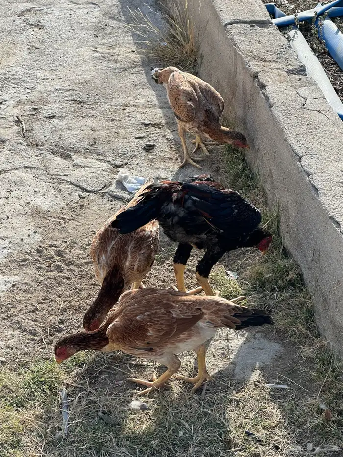 شامو يباني 4