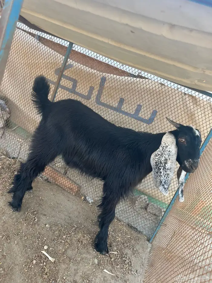 تيوس للبيع عارضيات 0