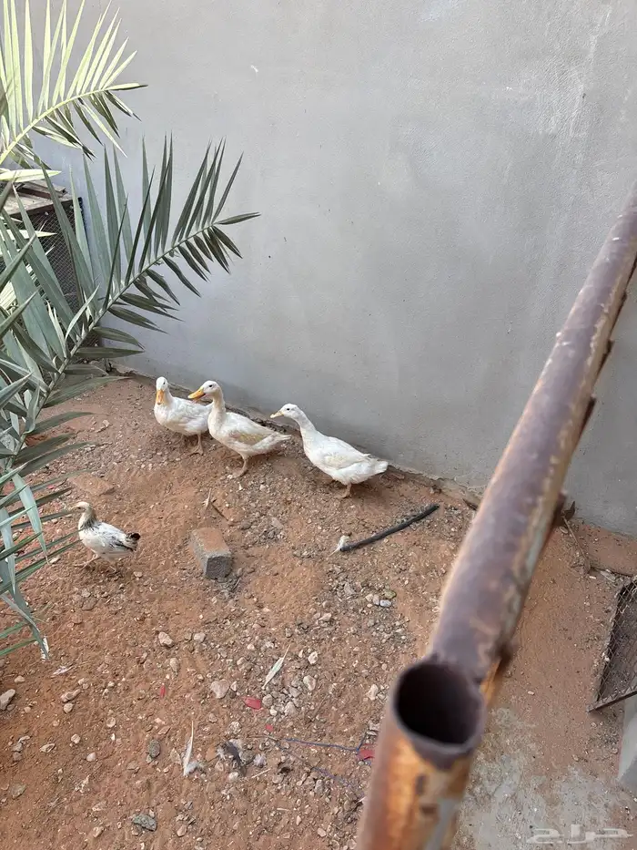 بط بكيني بياض 0