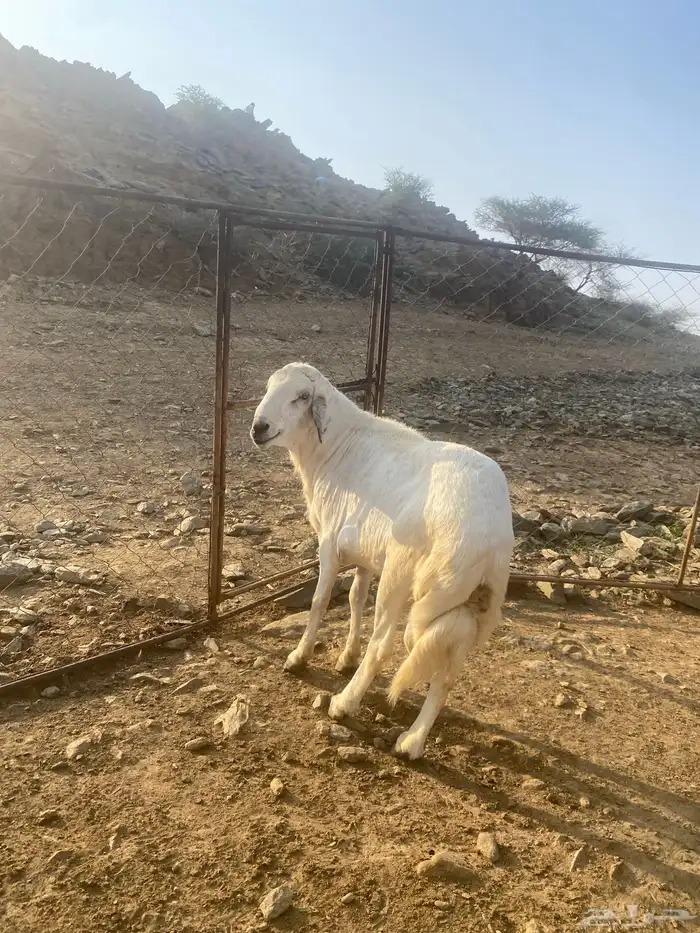 للبيع خروف فحل شرط من جميع العيوب الحمدلله أسن جامع 0