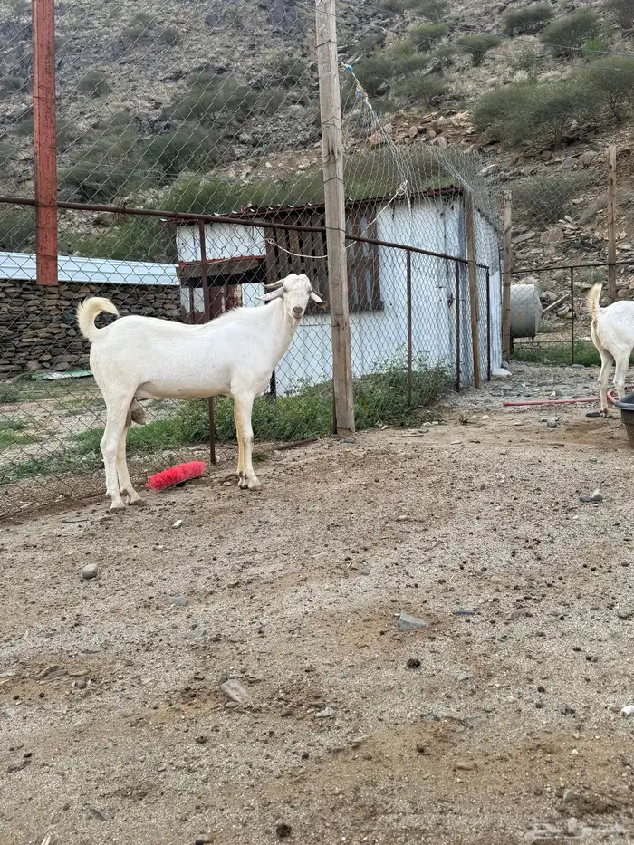 تيس ابرص صنف فحل 5