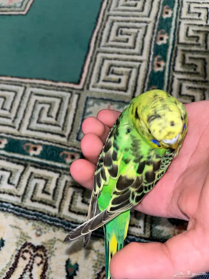 طير حب اليف 1