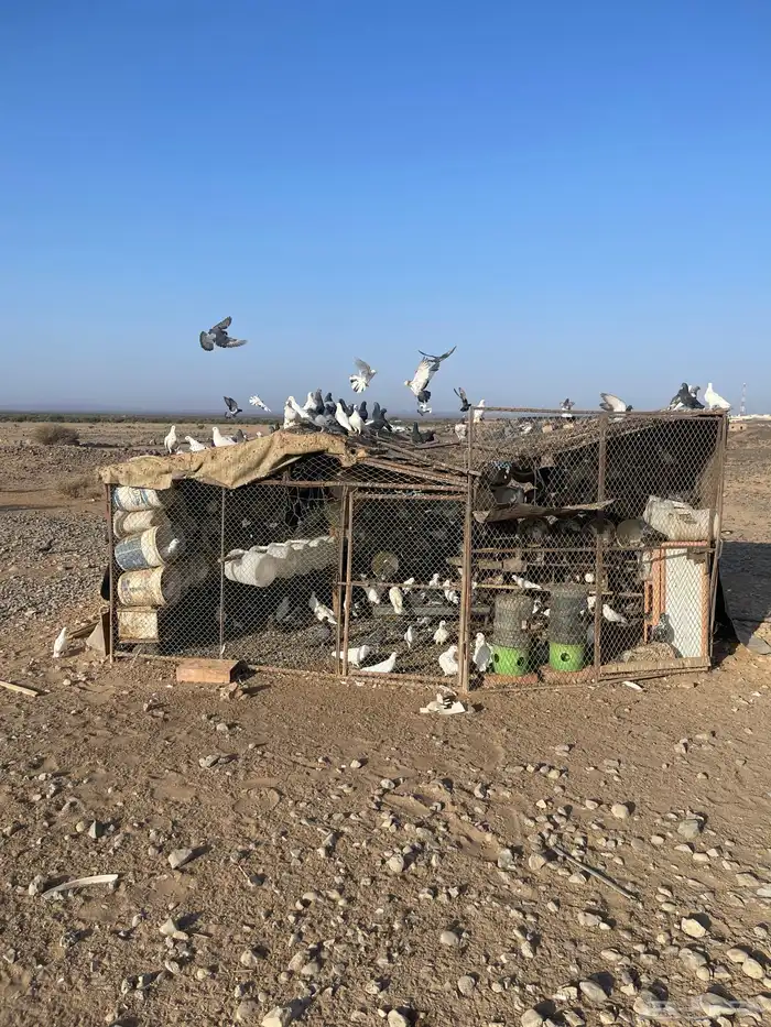 حمام مشكل اغلبه فرنسي سوبر جامبو 0