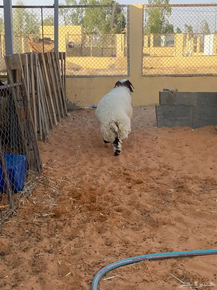 خروف فاخر 1