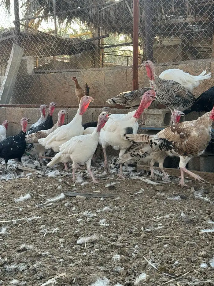 دجاج رومي وديوك 3
