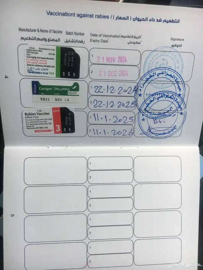 كلاب هاسكي للبيع 11