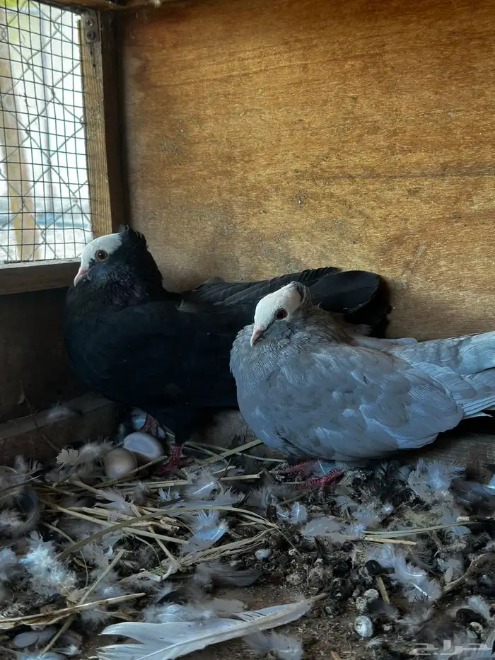 زوج صومالي منتج مع فروخ 1