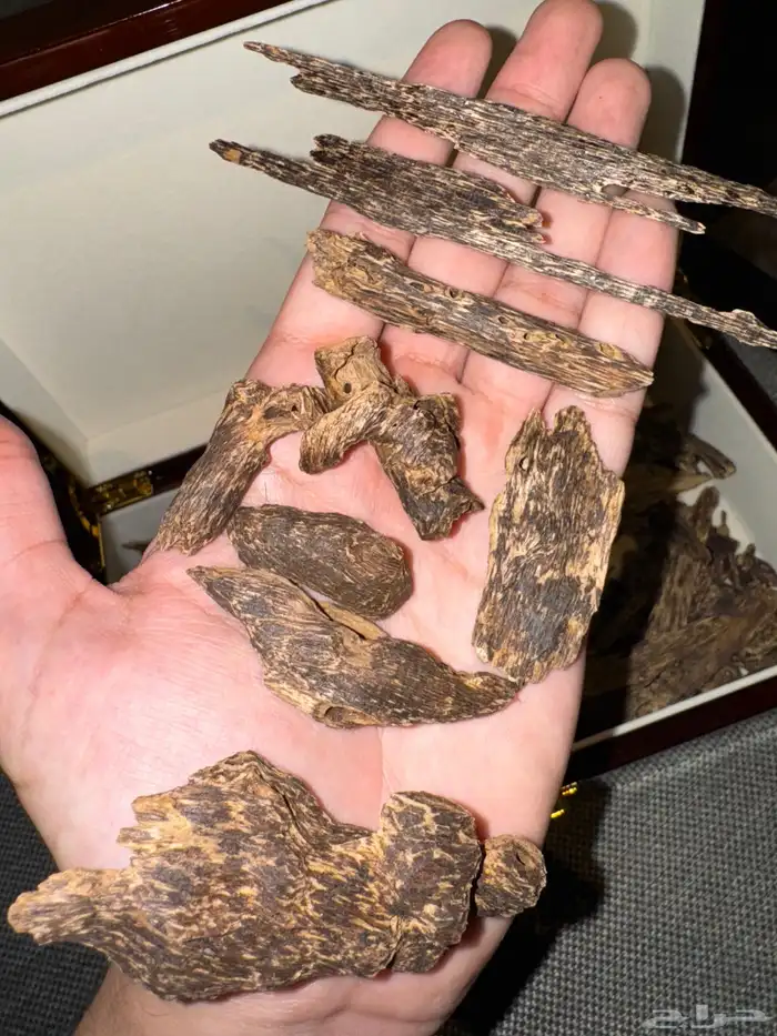 عود كلمنتان مالينو تربل اندرووتر - نوادر العود (تم البيع) 1