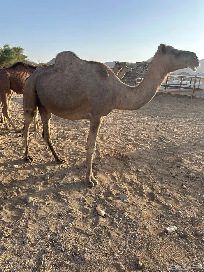 ذود كامل للبيع 1