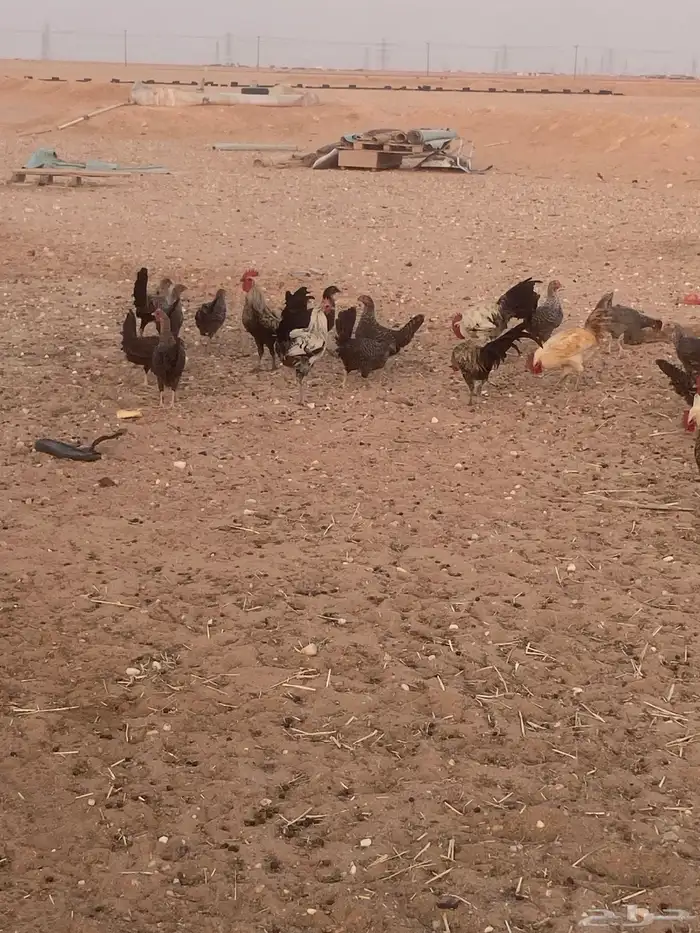 دجاج للبيع 1