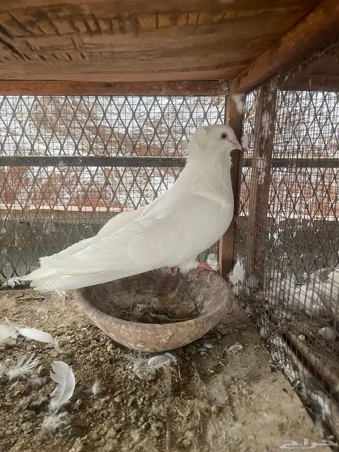 ذكر مصري 0