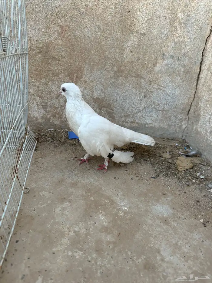 حمام زينه 3