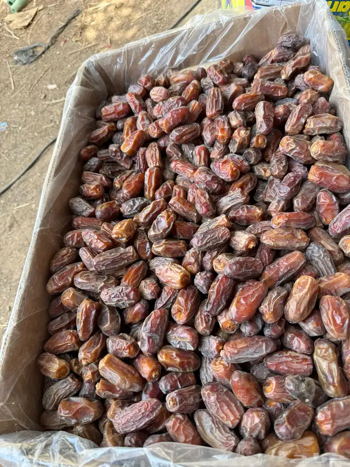 تمر صقعي وخلاص ونبوت سيف 8