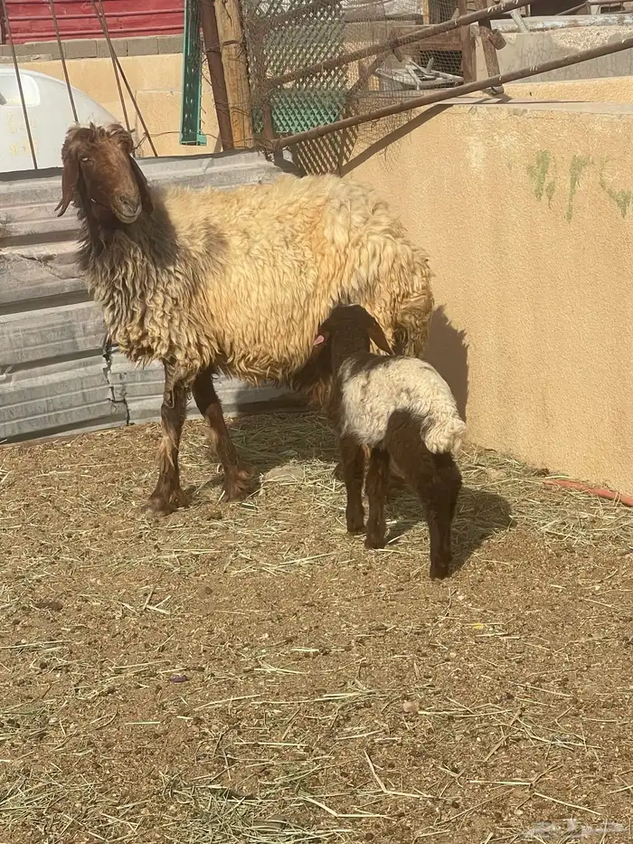 مطافيل نعيم رغث متابيع 6