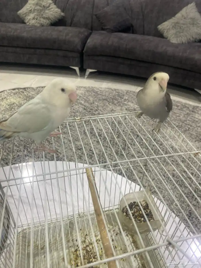 جوز روز تربيه 2