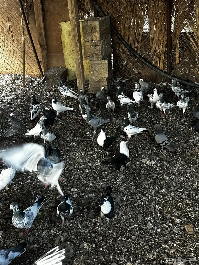 عشه حمام باكستاني للبيع فواخر الباكستاني 0