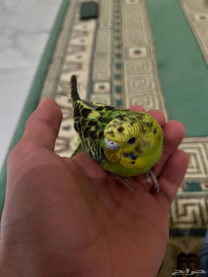طير حب اليف 0