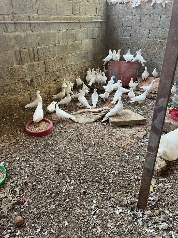 اجوز حمام فرنسي 0