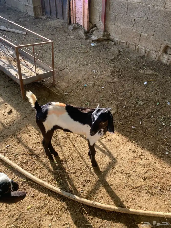 تيوس للبيع 7