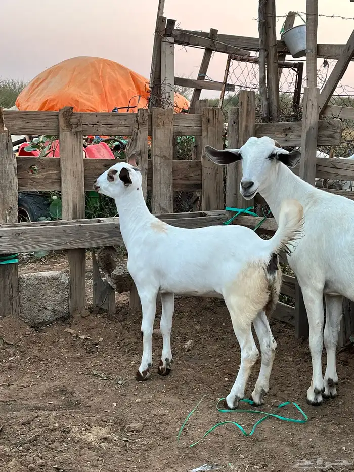 عنز بيشيه يتبعها جفره 3
