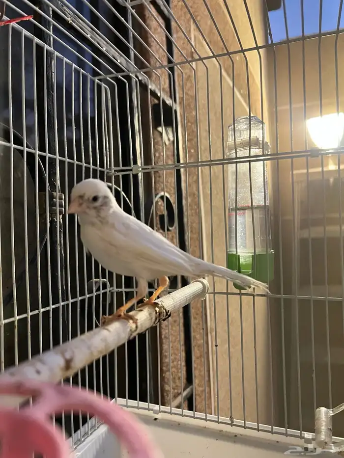 ذكر كناري ابيض 2