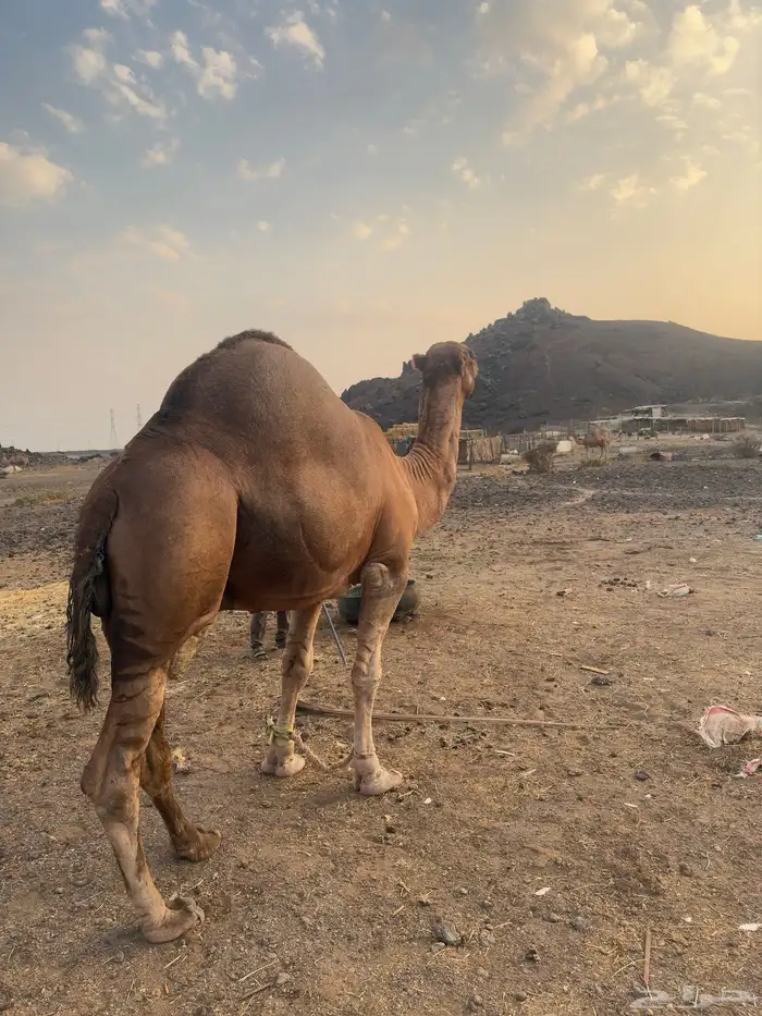 جمل احمر للبيع مشروط 0