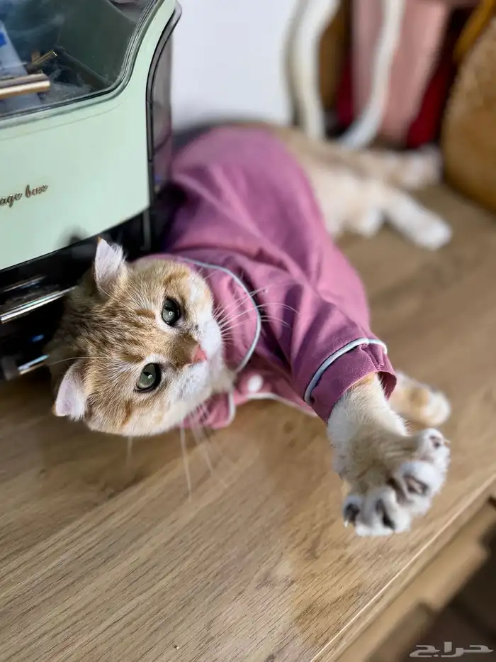 ذكر سكوتش فولد تم البيع 2