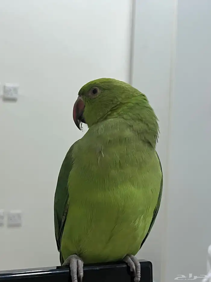 ببغاء درة 2