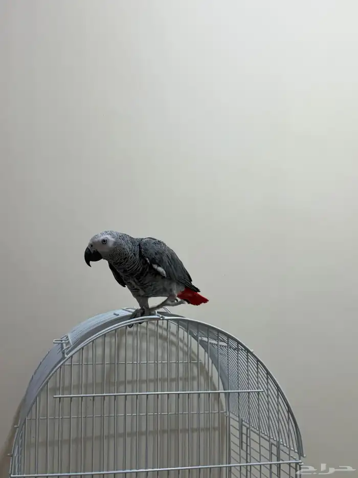 ببغاء كاسكو اليف متحدث 5