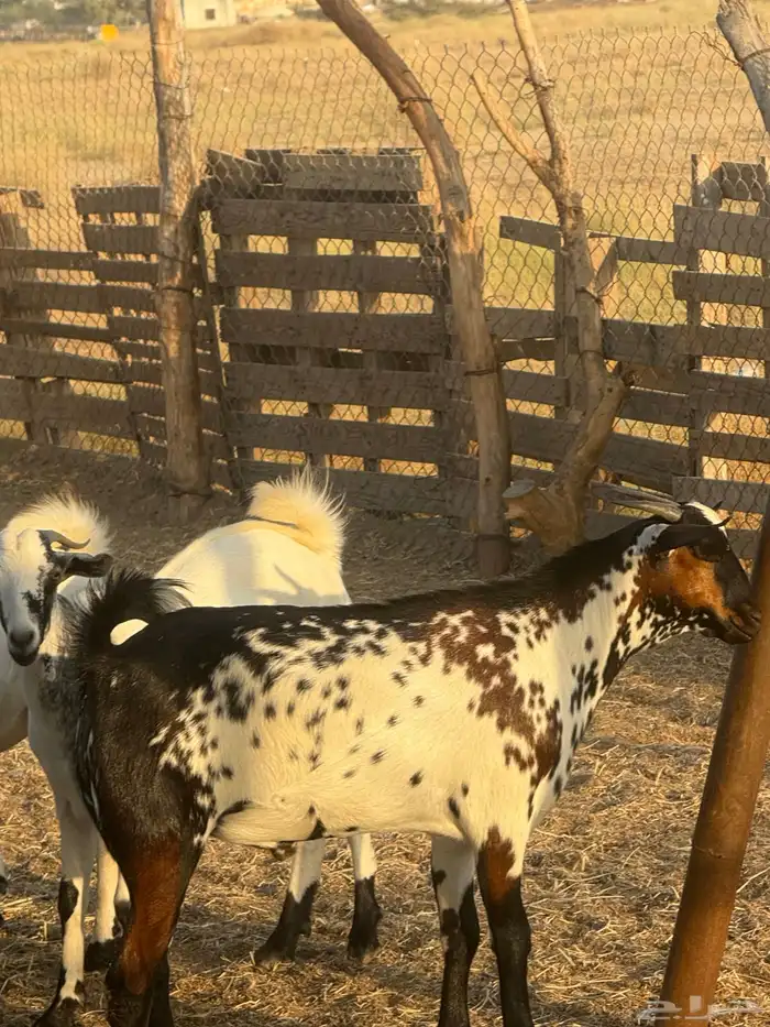 تيوس مرباه للبيع 1