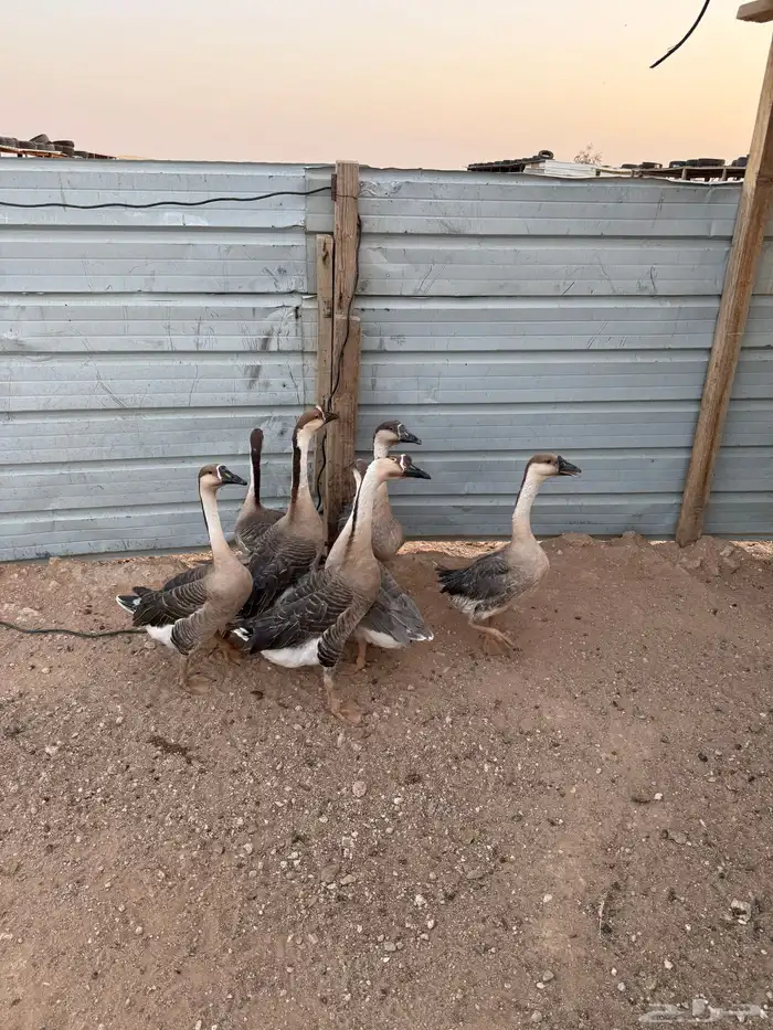 وز عراقي 0