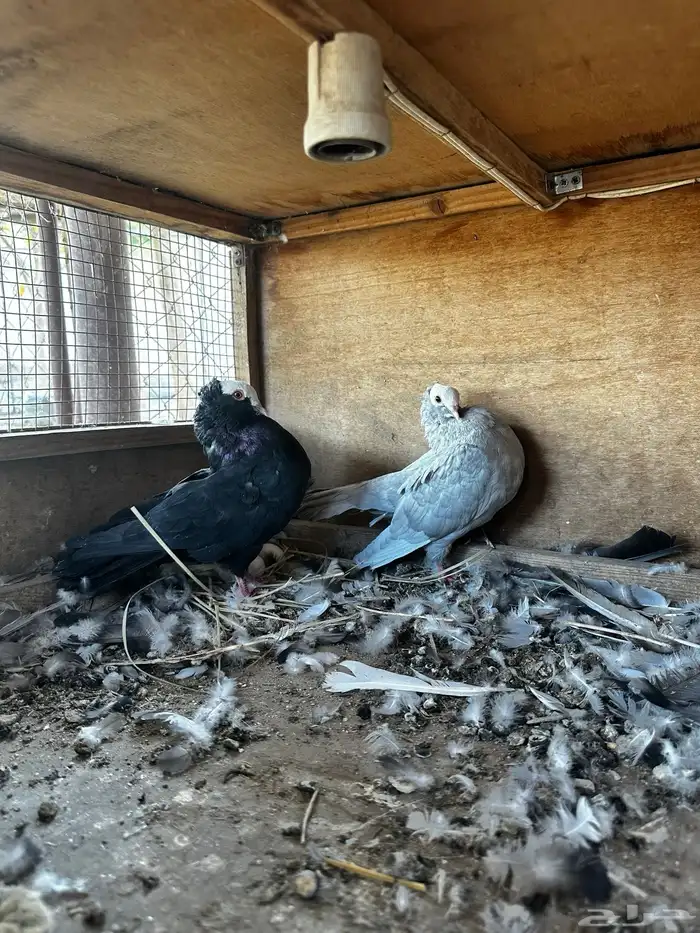 زوج صومالي منتج مع فروخ 3