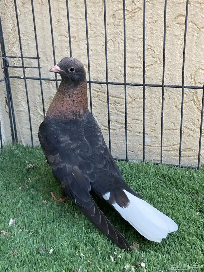 قطايف محاريق 8