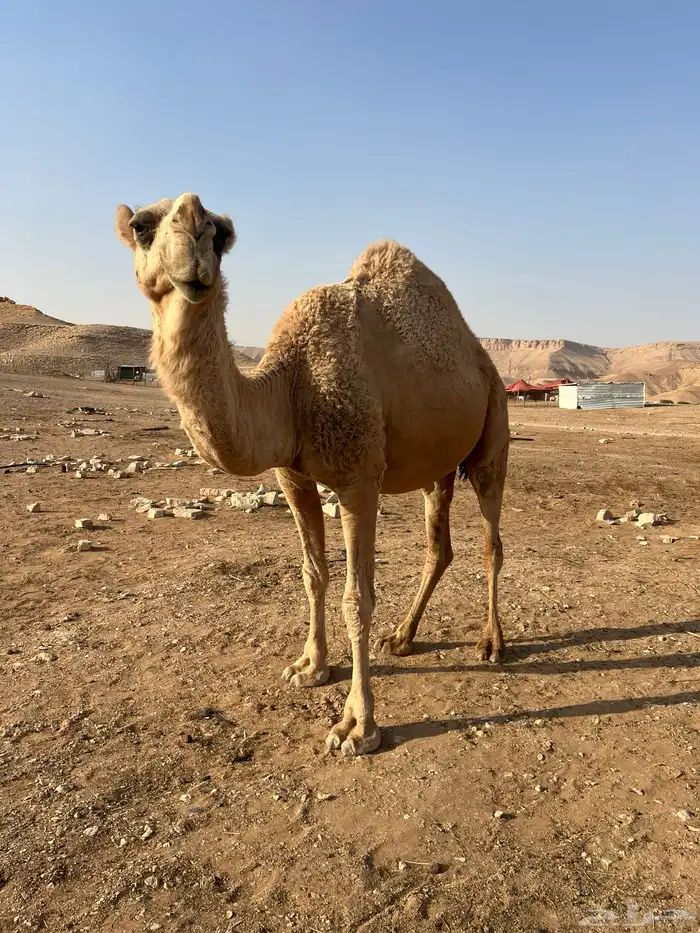 ناقة شقحاء ام رابع 5