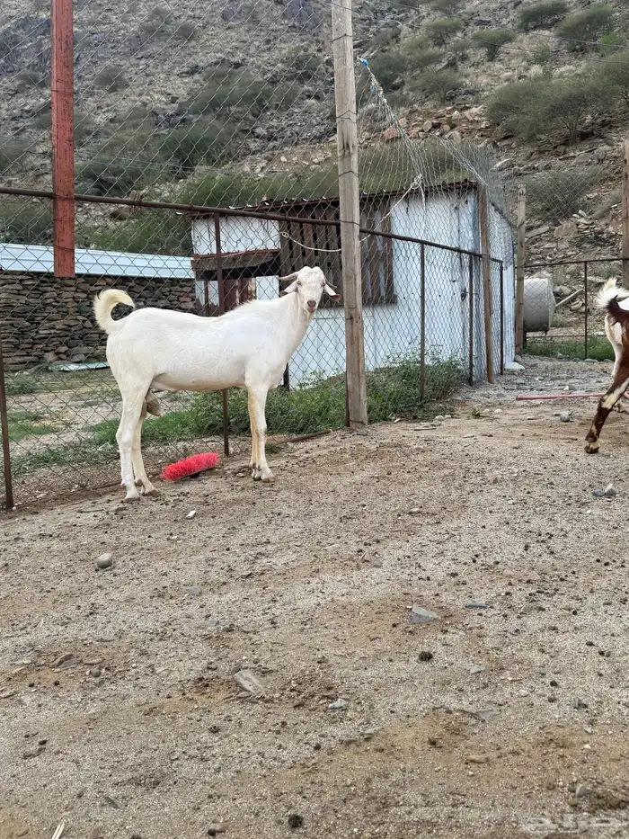 تيس ابرص صنف فحل 6