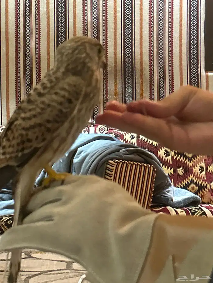 شبوط مطلوبب 2