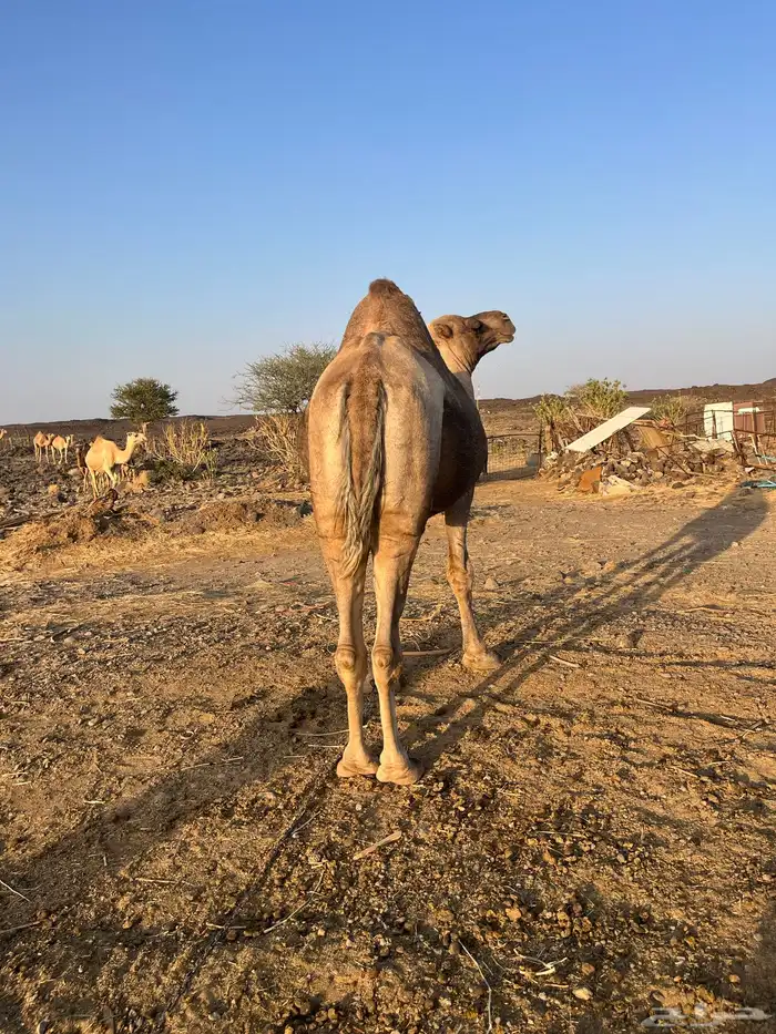 للبيع جمل طيب ومشروط 5