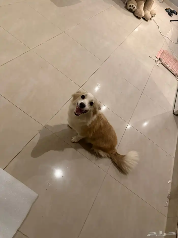 كلب 6