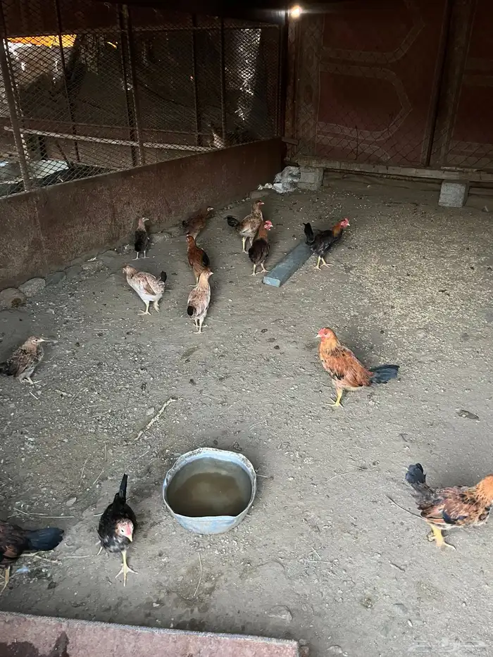 دجاج ل البيع 6