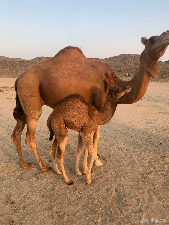 ناقه خلفه مصقر حمرا 1