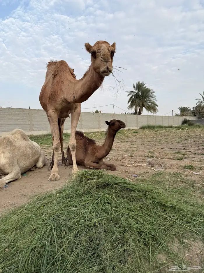 بكره 4