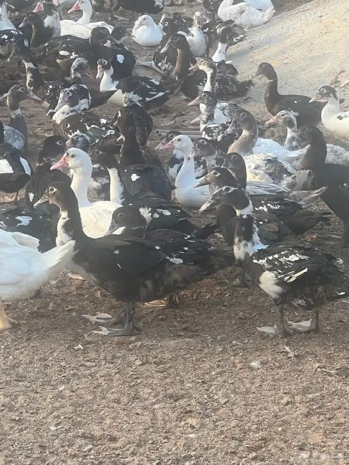 بط بح 2