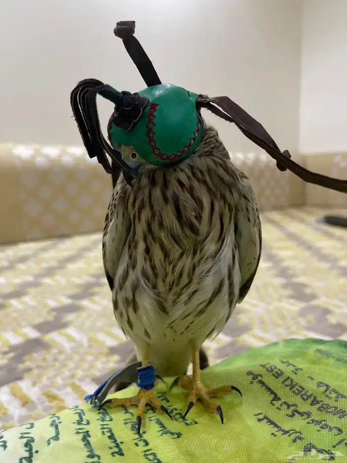 باشق مدرب للبيع على السوم 2