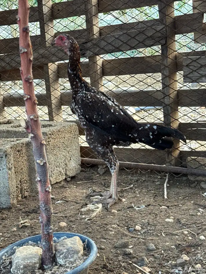 زوج سندي 3