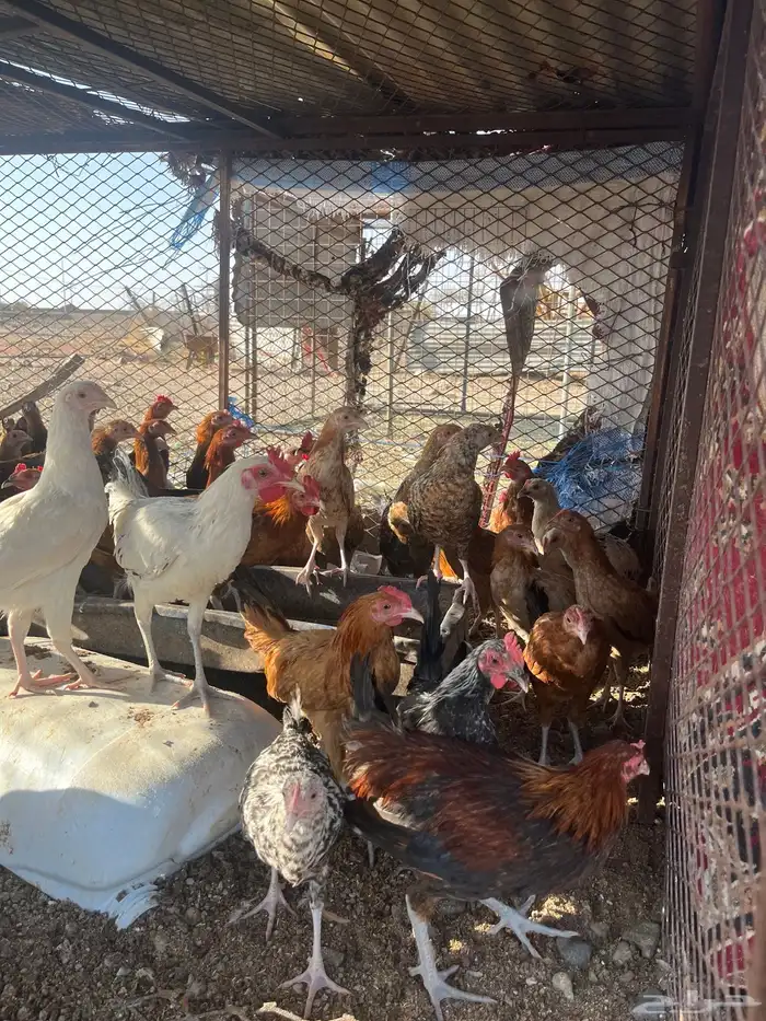 دجاج كبار كفو 4