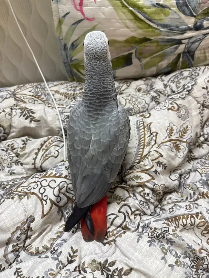 بغبغاء 5