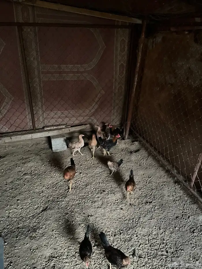 دجاج ل البيع 4