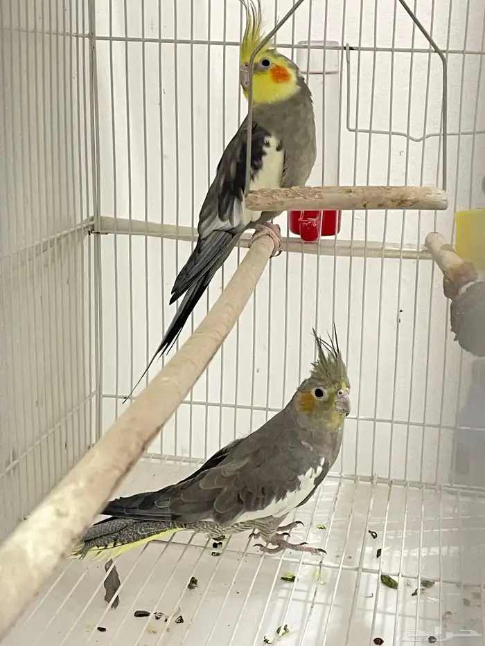 للبيع جواز كروان 1